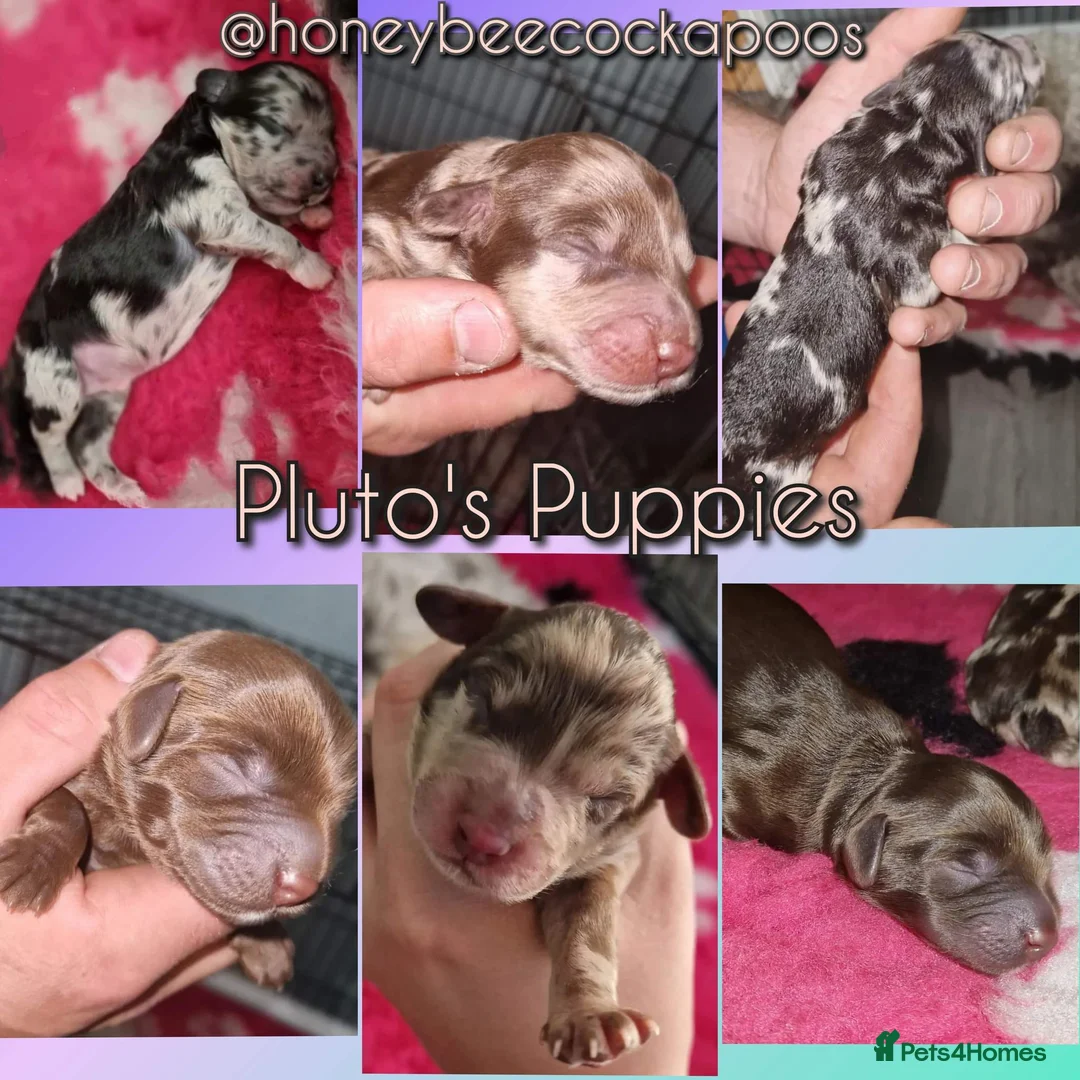 Cockapoo dogs for stud: Chocolate Cockapoo STUD *DNA & BVA EYE TESTED* in Manchester - Advert 10