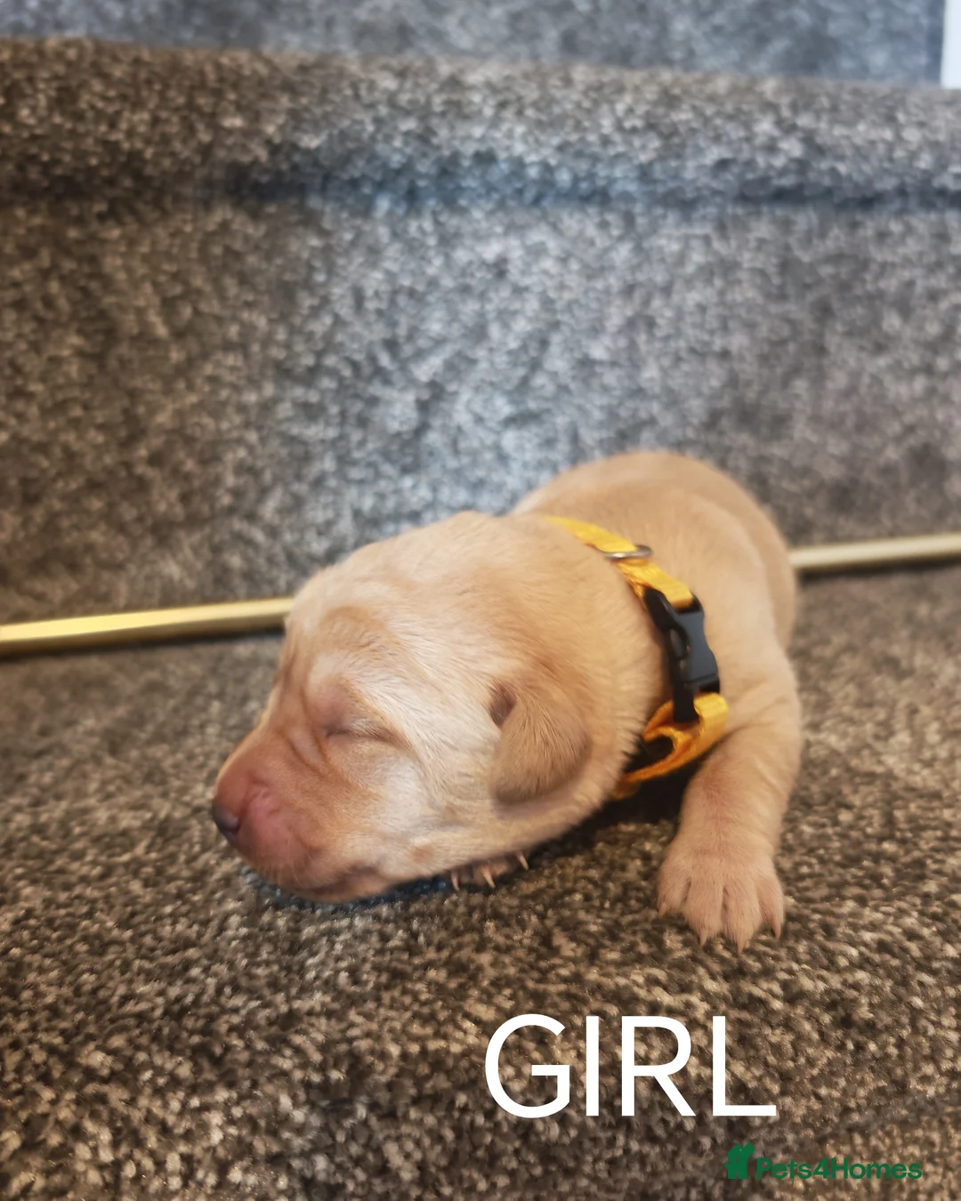 Labrador Retriever dogs for sale: KC registered Labrador retrievers in Bordon - Advert 2