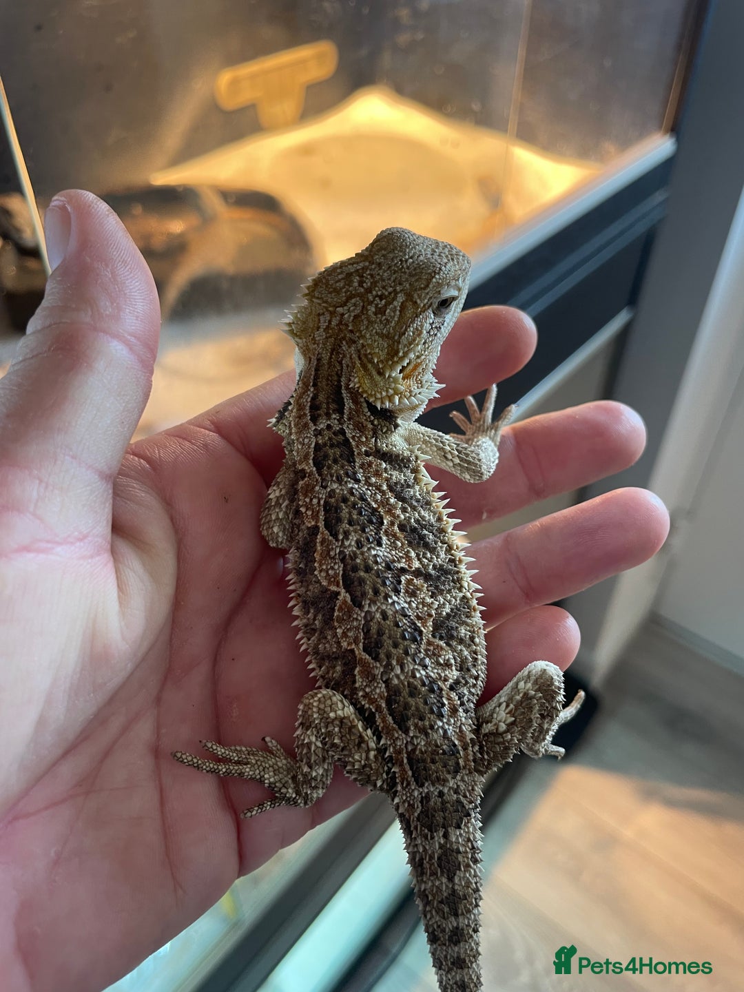 Bearded Dragon reptiles for sale: 60 Baby bearded dragons  - Image 4
