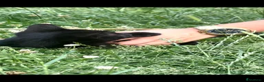 Domestic Shorthair 1
