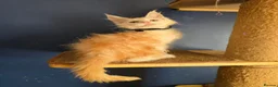 Maine Coon cats for sale: Tica MaineCoon  - Advert 8