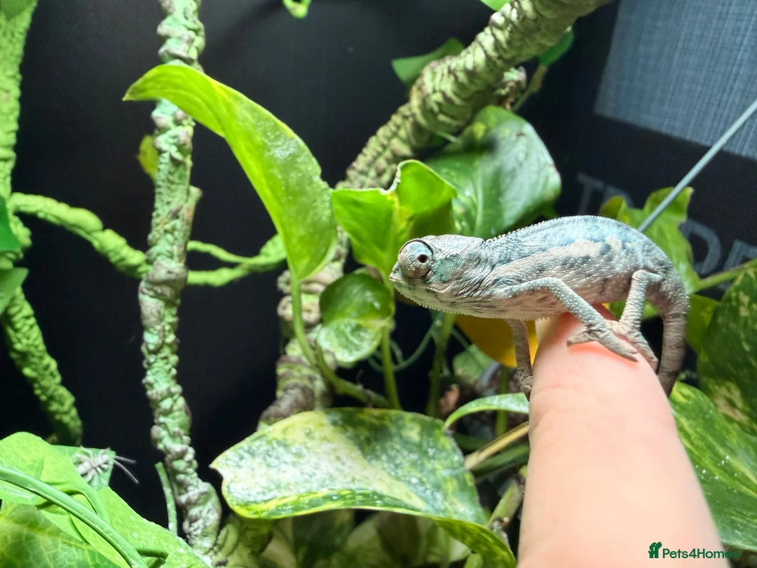 Chameleon reptiles for sale: Baby panther chameleon  - Advert 3