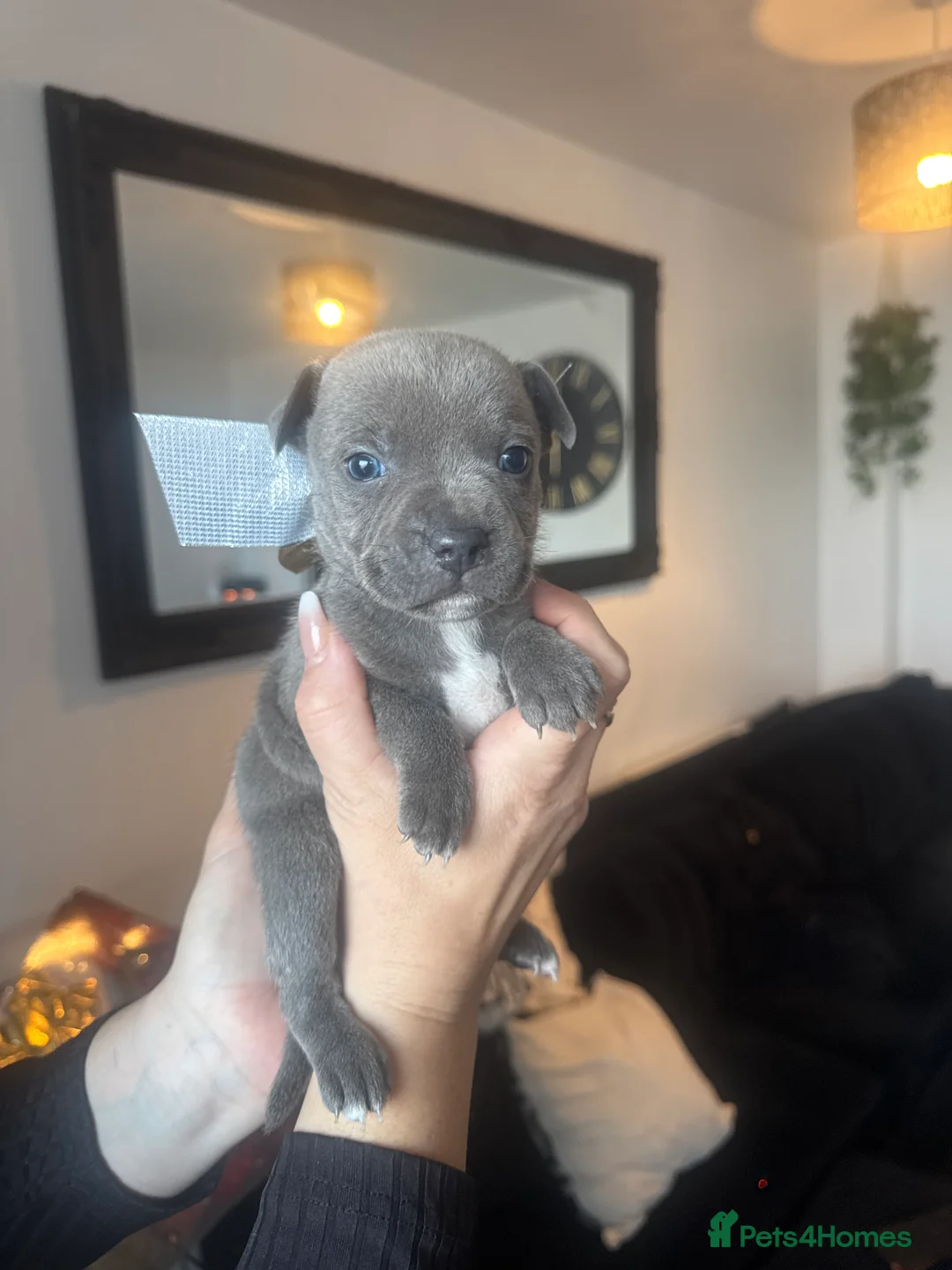 Staffordshire Bull Terrier dogs for sale: Staffy puppys - Advert 5