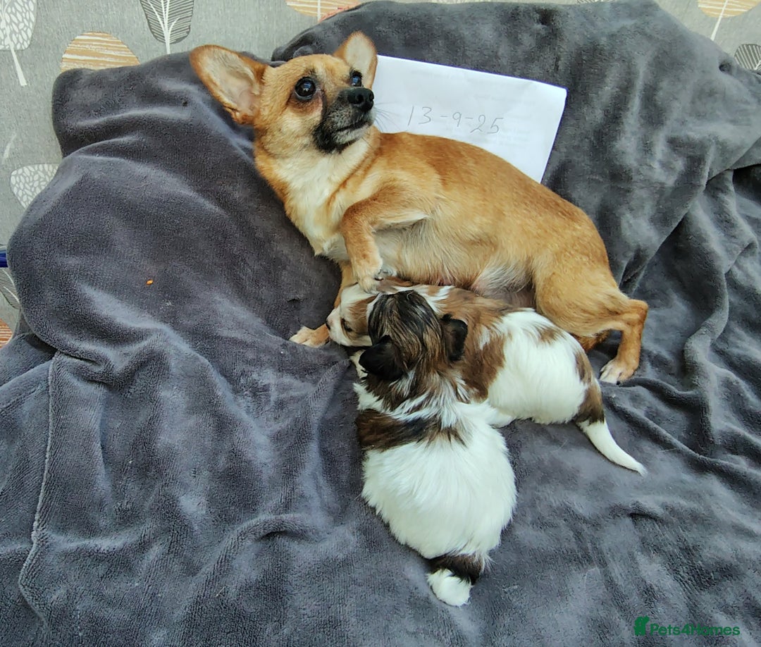 Mixed Breed dogs for sale: Beautiful Unique Puppies - Image 3
