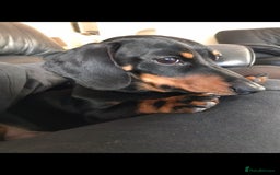 Miniature Dachshund dogs for stud: Pra Clear Black & Tan Mini Dachshund For Stud in Redhill - Image 3