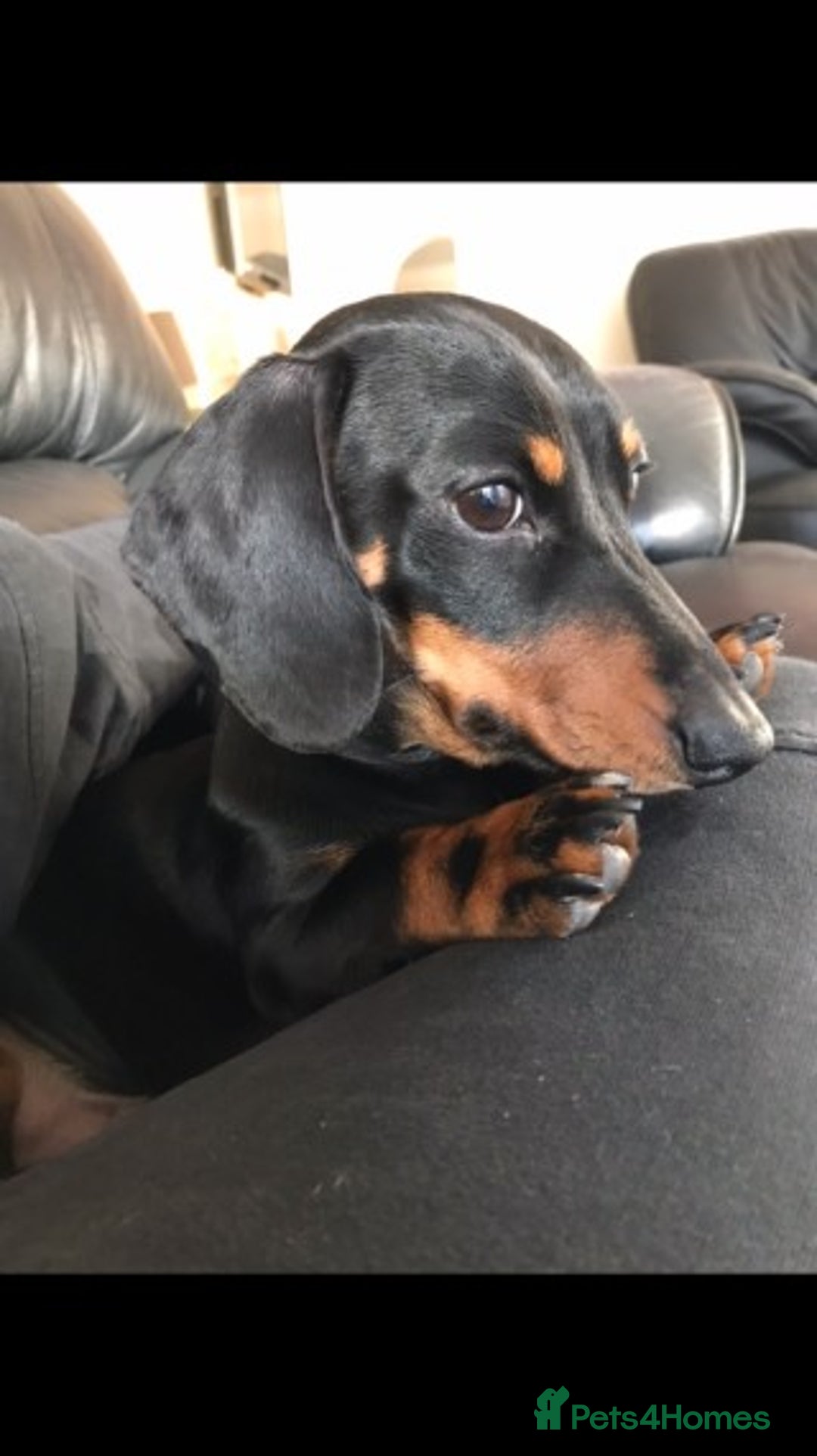 Miniature Dachshund dogs for stud: Pra Clear Black & Tan Mini Dachshund For Stud in Redhill - Image 3