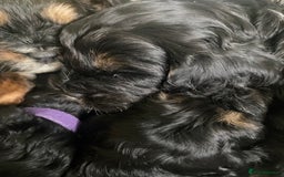 Cavapoo dogs for sale: Beautiful F1 cavapoos phantom 3 girls left 💜💖❤️ - Image 14