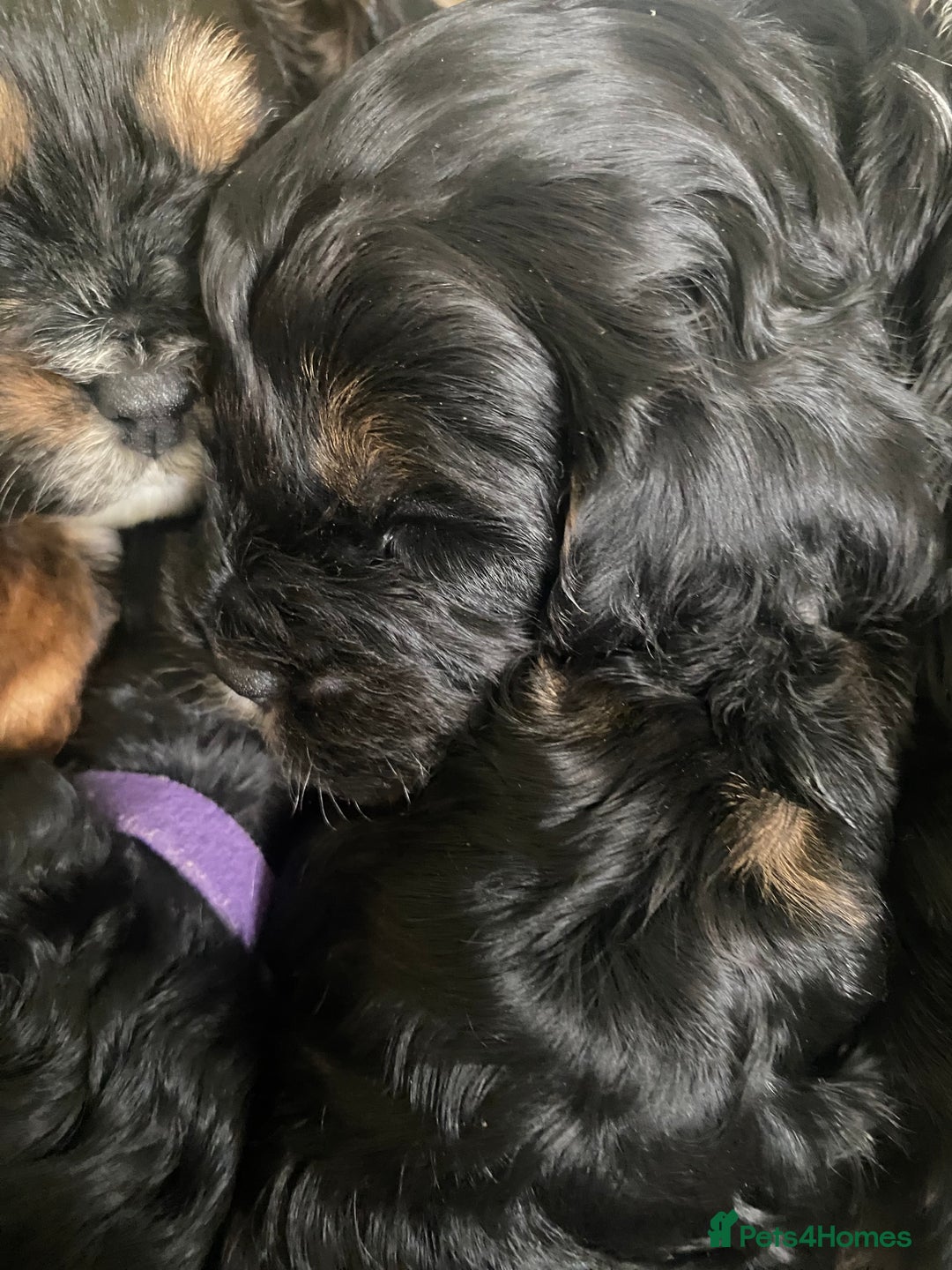 Cavapoo dogs for sale: Beautiful F1 cavapoos phantom 3 girls left 💜💖❤️ - Image 14
