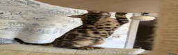 Bengal cats for sale: 🐆Exceptional Pedigree Bengal Kittens 🐆 - Advert 6