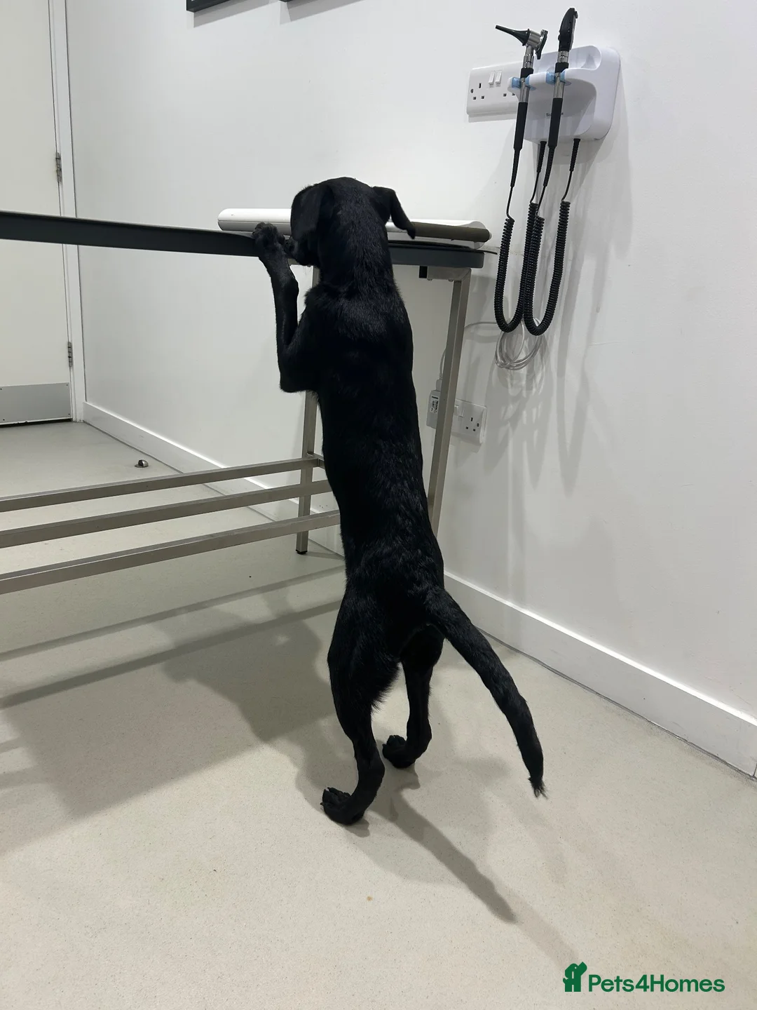 Mixed Breed dogs for sale: Puppy for Rehome in Pulborough - Advert 2