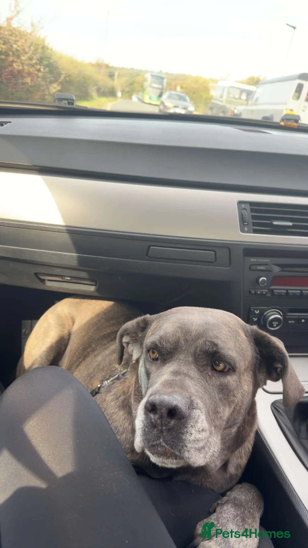 Mixed Breed dogs for sale: Bitch for sale in Ryde - Advert 1