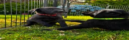 Labrador Retriever dogs for sale: KC Reg Puppies, FTCH Bred with versatility in mind - Advert 5