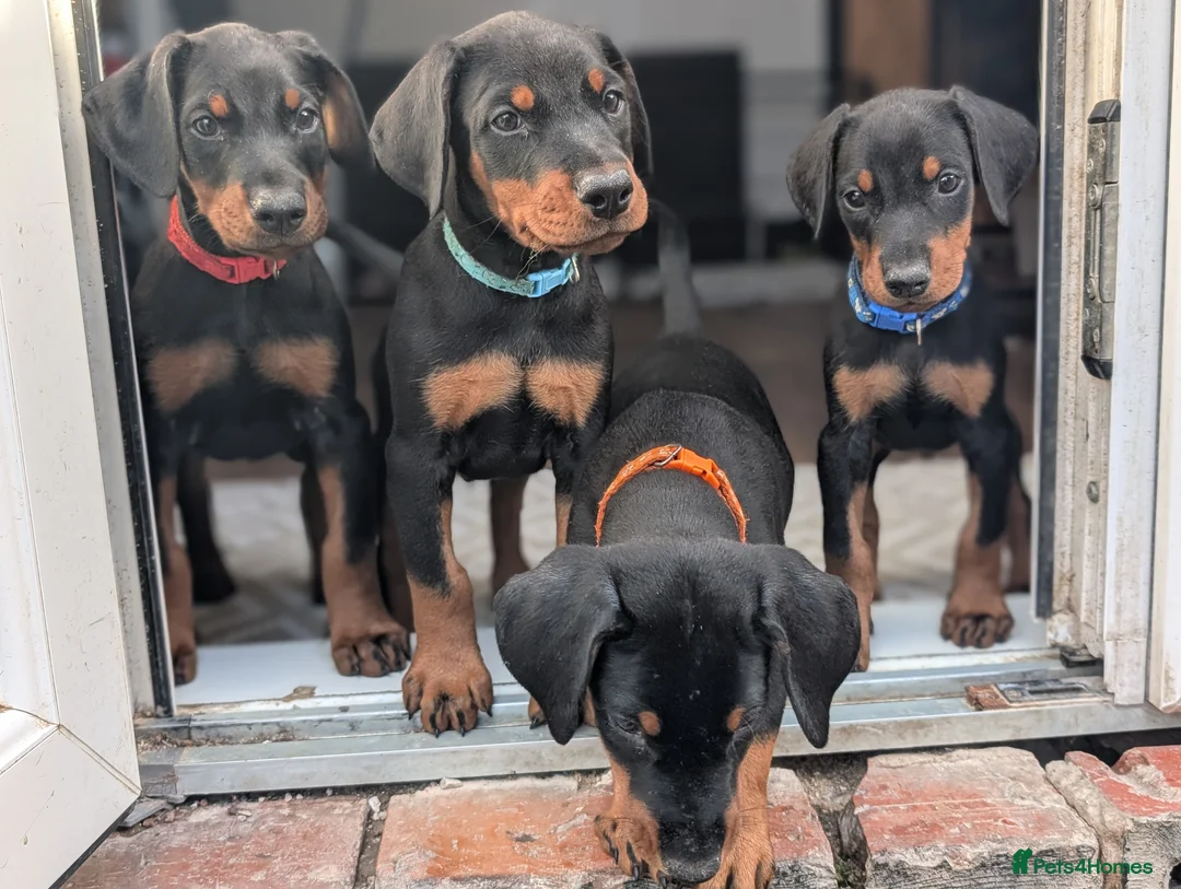 Dobermann dogs for sale: Doberman puppies " all reserved " - Advert 32