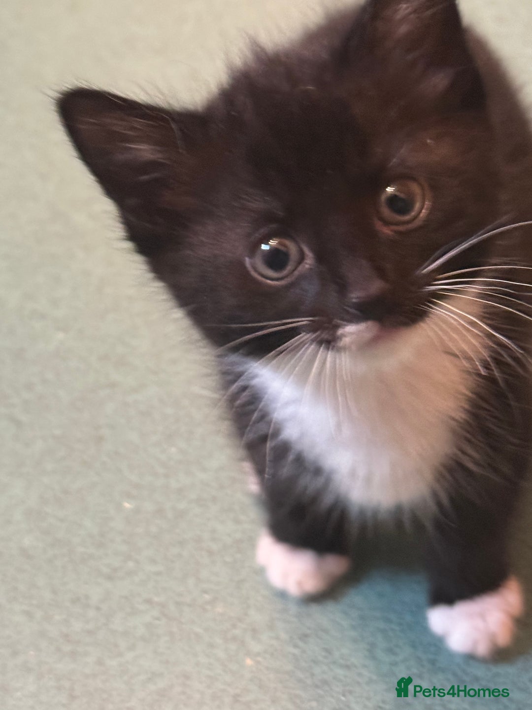 Mixed Breed cats for sale: Kittens for sale  - Image 11
