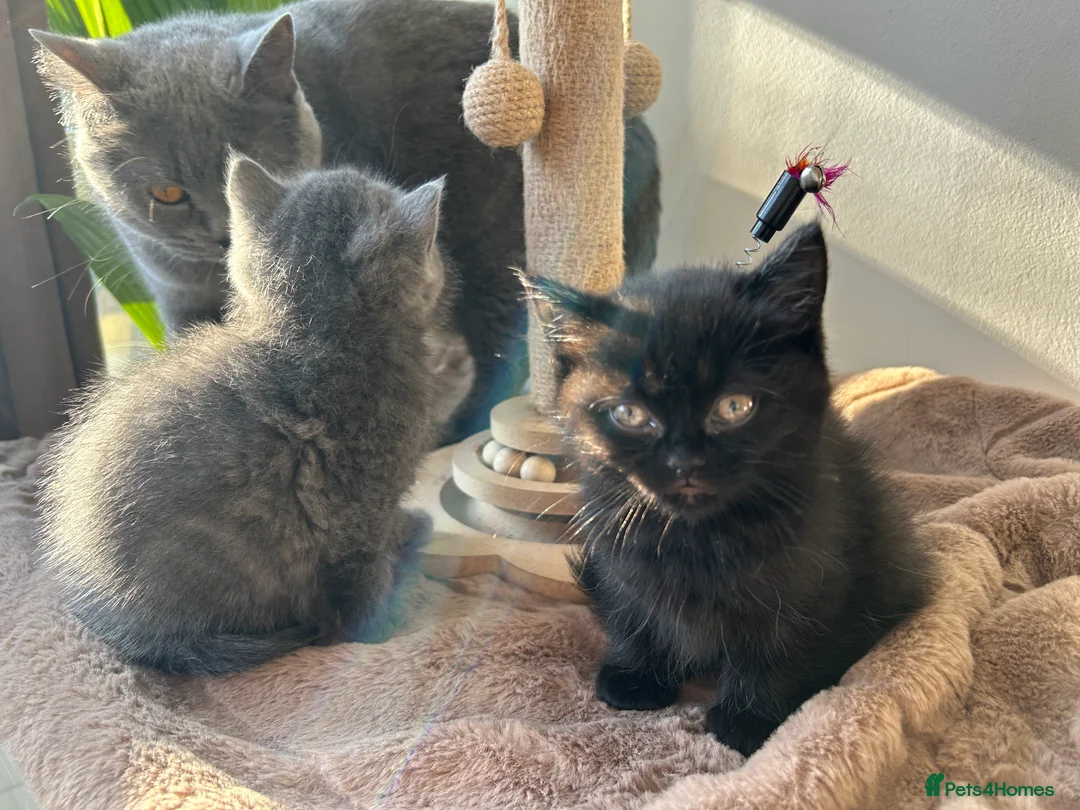 British Shorthair cats for sale: 2 female british shorthair kittens ready to go  - Advert 8