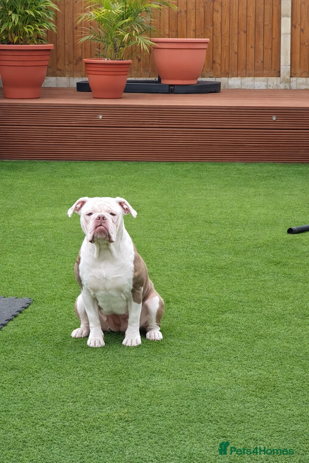Olde English Bulldogge dogs for sale: Female Lilac Tricolour Bulldog - Advert 2