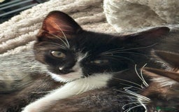 Ragdoll cats for sale: RAGDOLL X FOR SALE  - Image 3