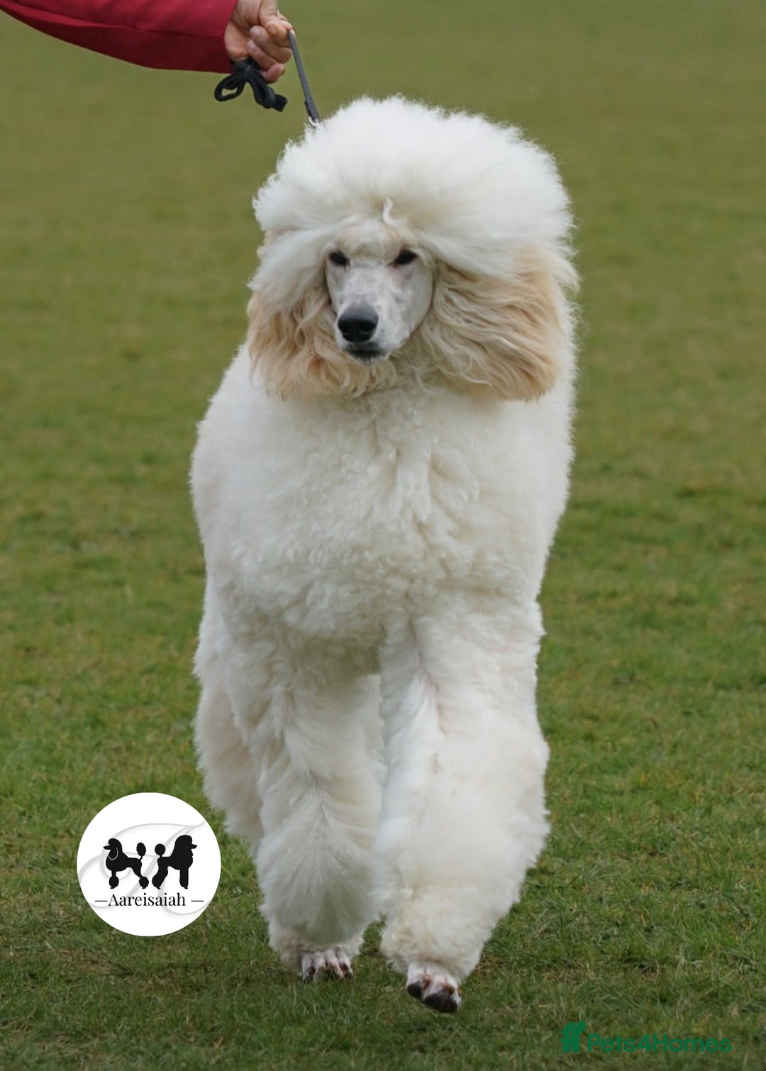 Standard Poodle dogs for stud: Proven Black and Cream Standard Poodles for stud - Advert 3