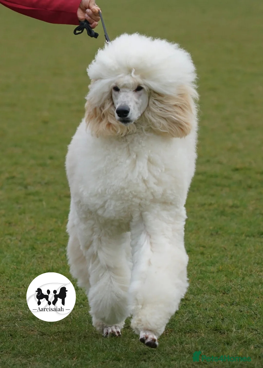 Standard Poodle dogs for stud: Proven Black and Cream Standard Poodles for stud - Advert 3