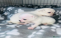 Chug dogs for sale: Chug puppies - Image 1