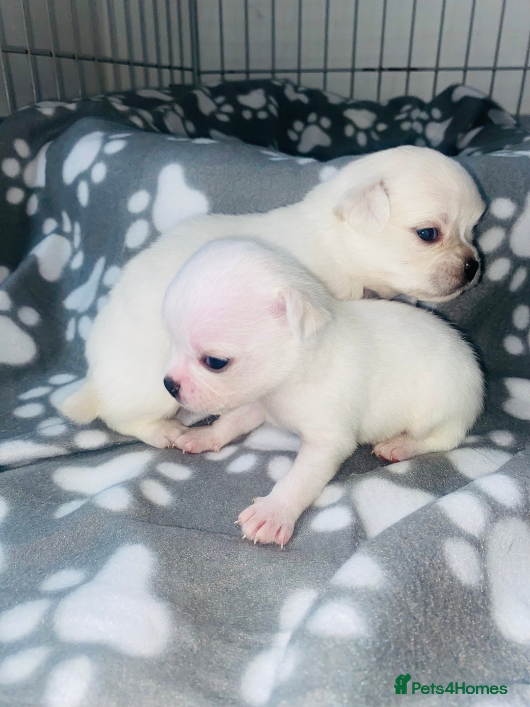 Chug dogs for sale: Chug puppies - Image 1
