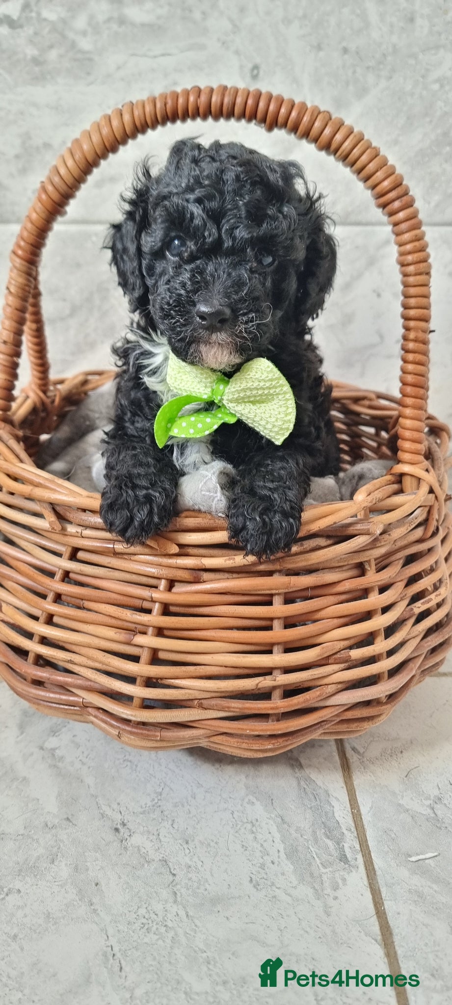 Toy Poodle dogs Full pedigree toy poodles - Advert 16