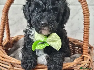 Toy Poodle dogs READY AND REDUCED Full pedigree toy poodle - Advert 5