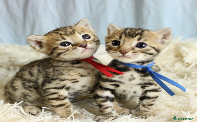 Bengal cats - Advert 14
