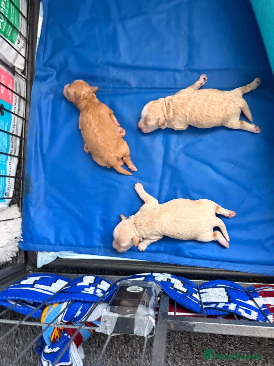 Maltipoo dogs for sale: Maltipoo F1B 🐩🐩🐩🐩 - Advert 17