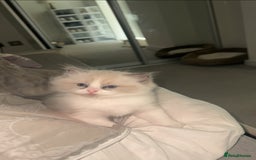 Ragdoll cats for sale: 😍 RARE BLUE LYNX POINT BICOLOR ENTIRE MALE 😍 - Image 11