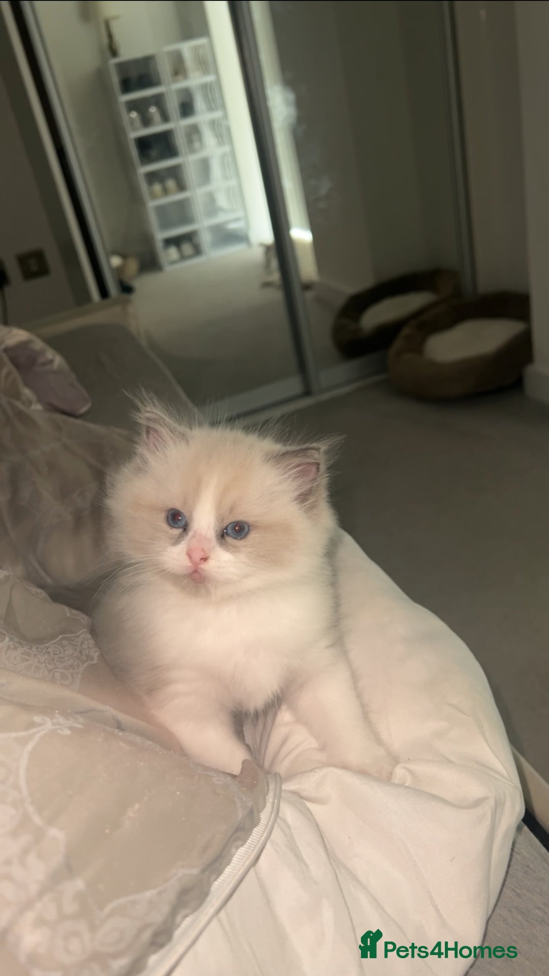 Ragdoll cats for sale: 😍 RARE BLUE LYNX POINT BICOLOR ENTIRE MALE 😍 - Image 11