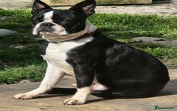 Boston Terrier dogs for stud: Stunning Proven KC Boston Terrier stud dog in Leeds - Image 11