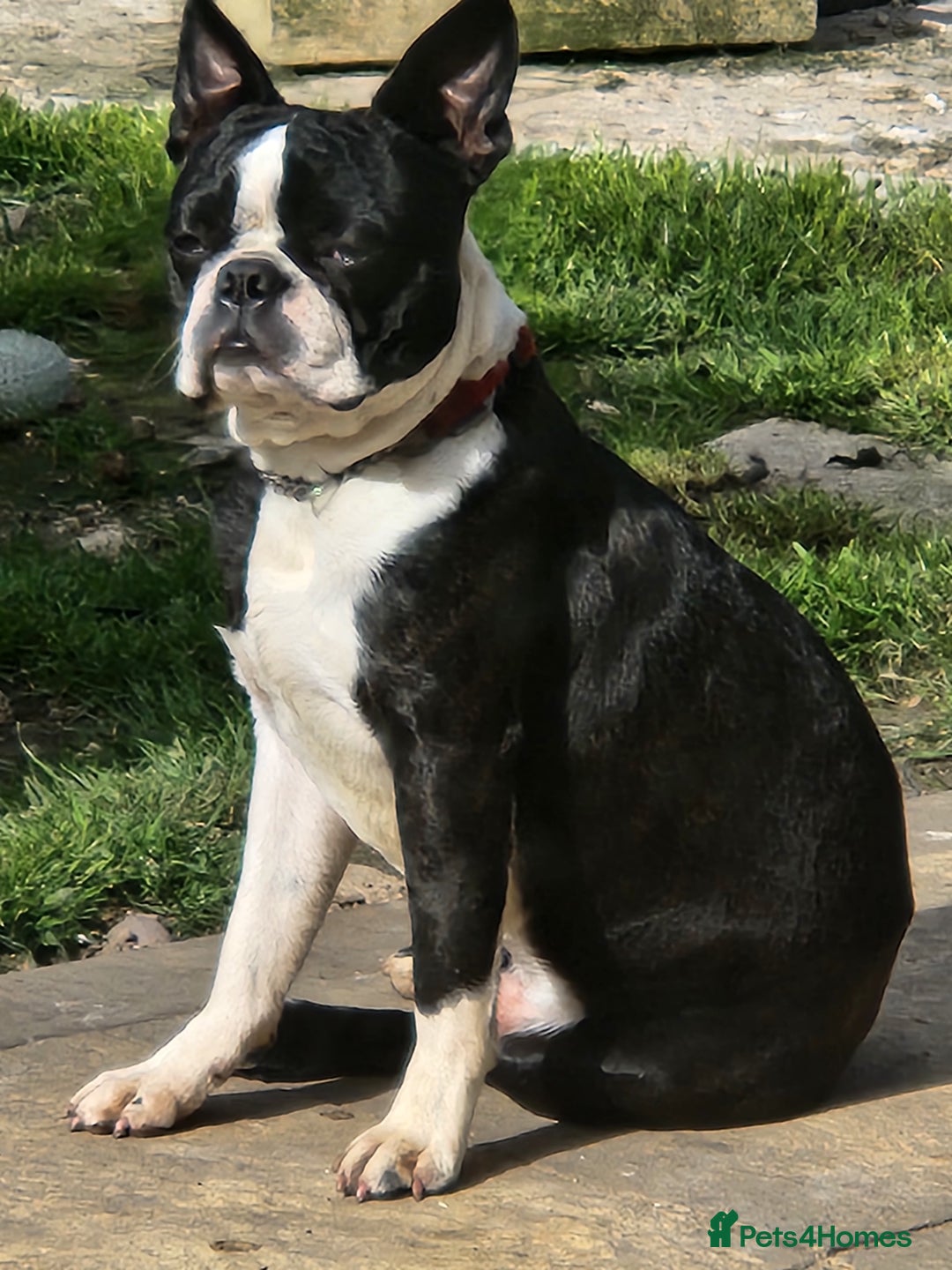 Boston Terrier dogs for stud: Stunning Proven KC Boston Terrier stud dog in Leeds - Image 11
