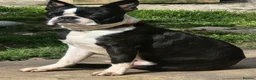 Boston Terrier dogs for stud: Stunning Proven KC Boston Terrier stud dog in Leeds - Advert 11