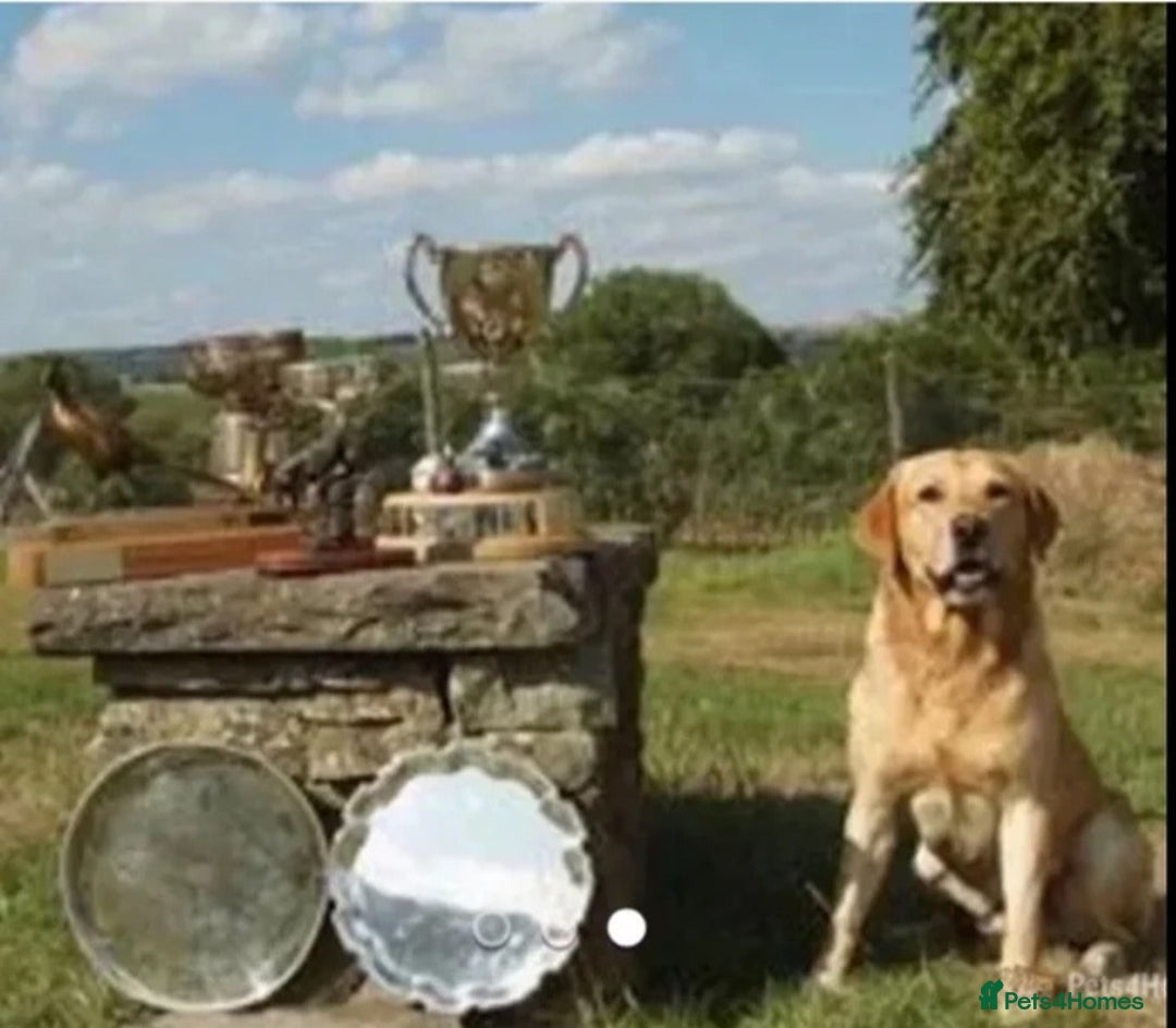 Labrador Retriever dogs for sale: Beautiful litter of kc registered labrador  - Image 16
