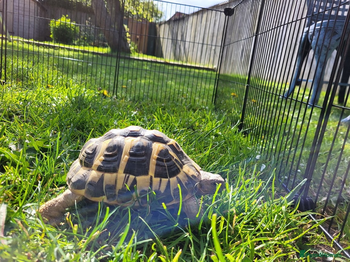 Tortoise reptiles Hermann Tortoise for Sale - Advert 1