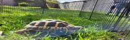 Tortoise reptiles for sale: Hermann Tortoise for Sale in Middlesbrough - Advert 1