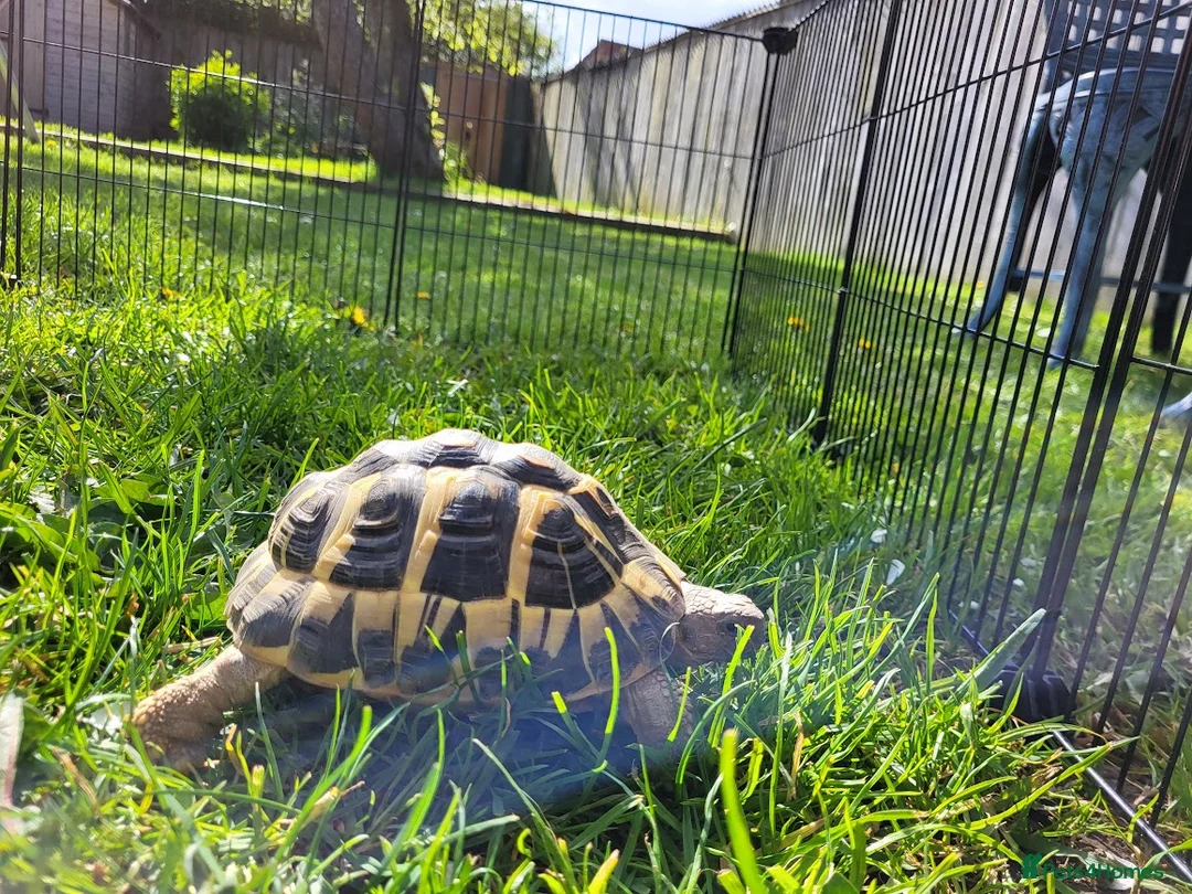 Tortoise reptiles for sale: Hermann Tortoise for Sale in Middlesbrough - Advert 1