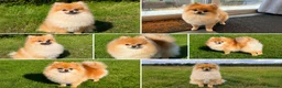 Pomeranian dogs for sale: Orange sable teddy bear type Pomeranians  - Advert 12
