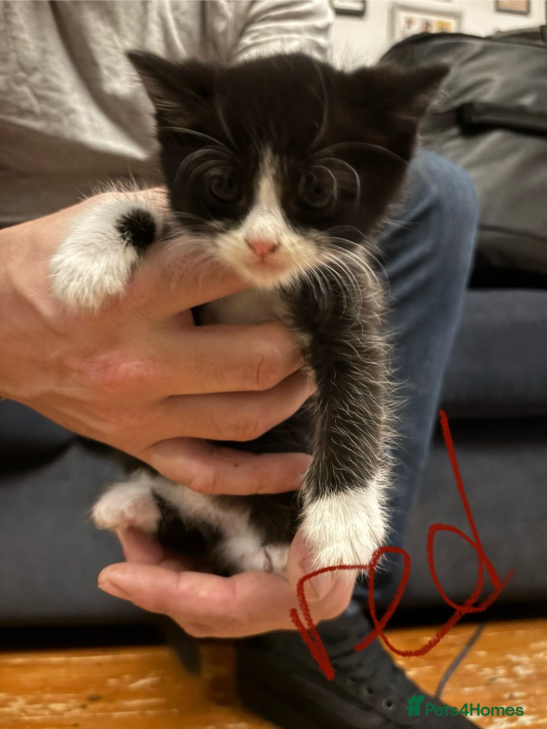 Mixed Breed cats for sale: Beautiful friendly litter of 6 tuxedo kittens - Advert 4