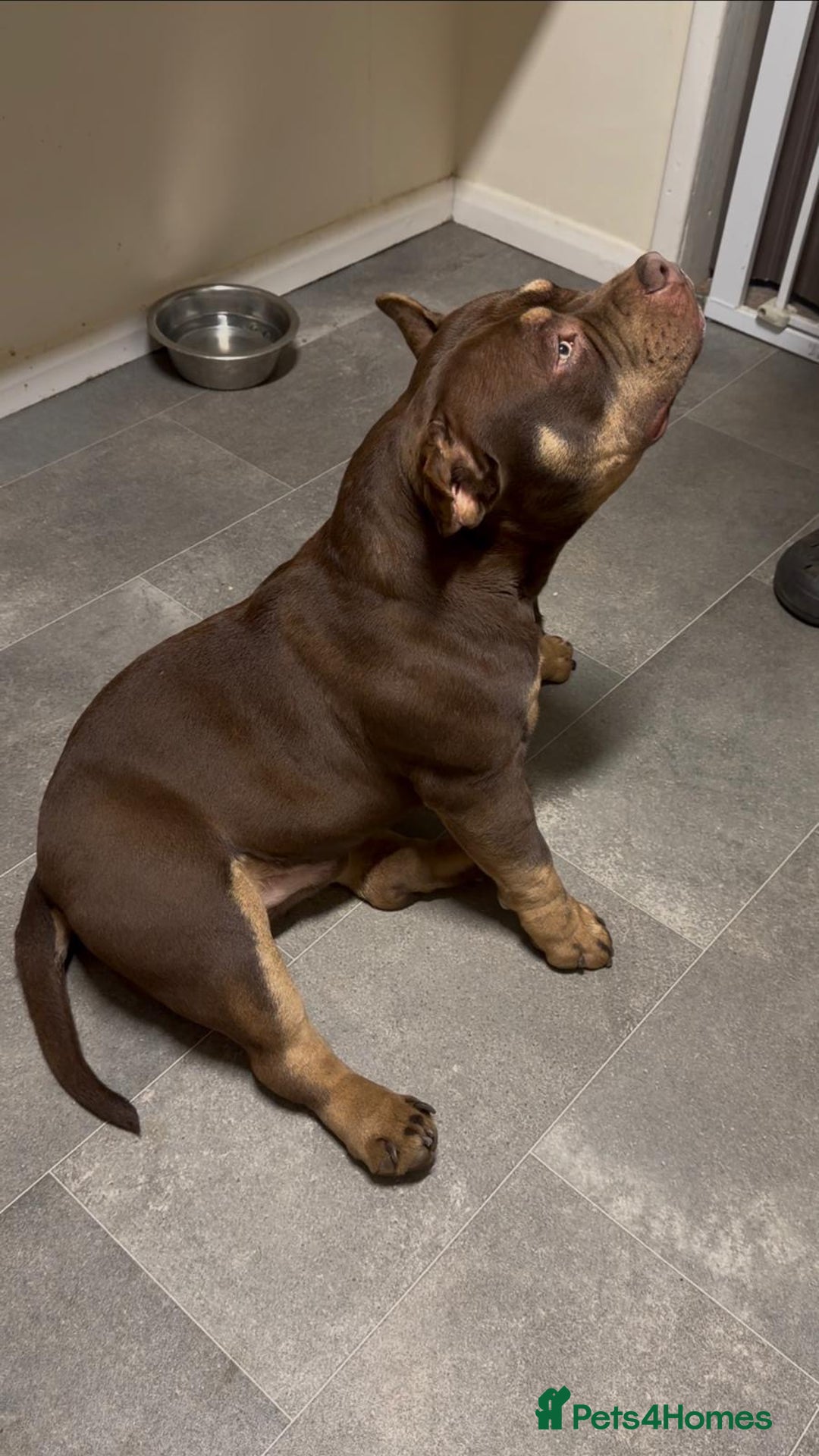 American Bully dogs for sale: Beautiful,Chocolate  American bully pocket  - Advert 4