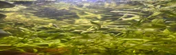 Shrimps fish for sale: Variety of neocaridina shrimp - Advert 16