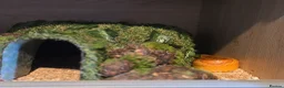 Corn Snake reptiles for sale: Male corn snake  - Advert 5