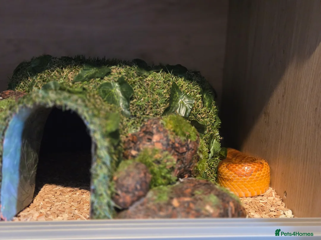 Corn Snake reptiles for sale: Male corn snake  - Advert 5