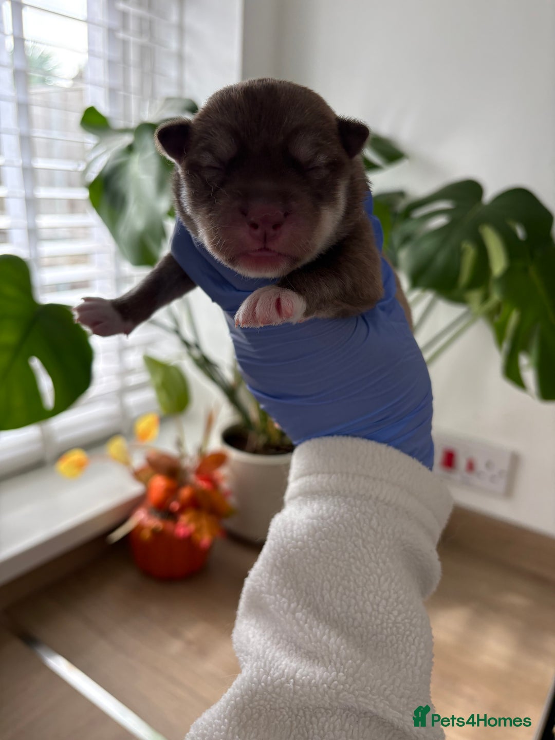 Siberian Husky dogs for sale: Pedigree Siberian Husky Puppies - Image 8