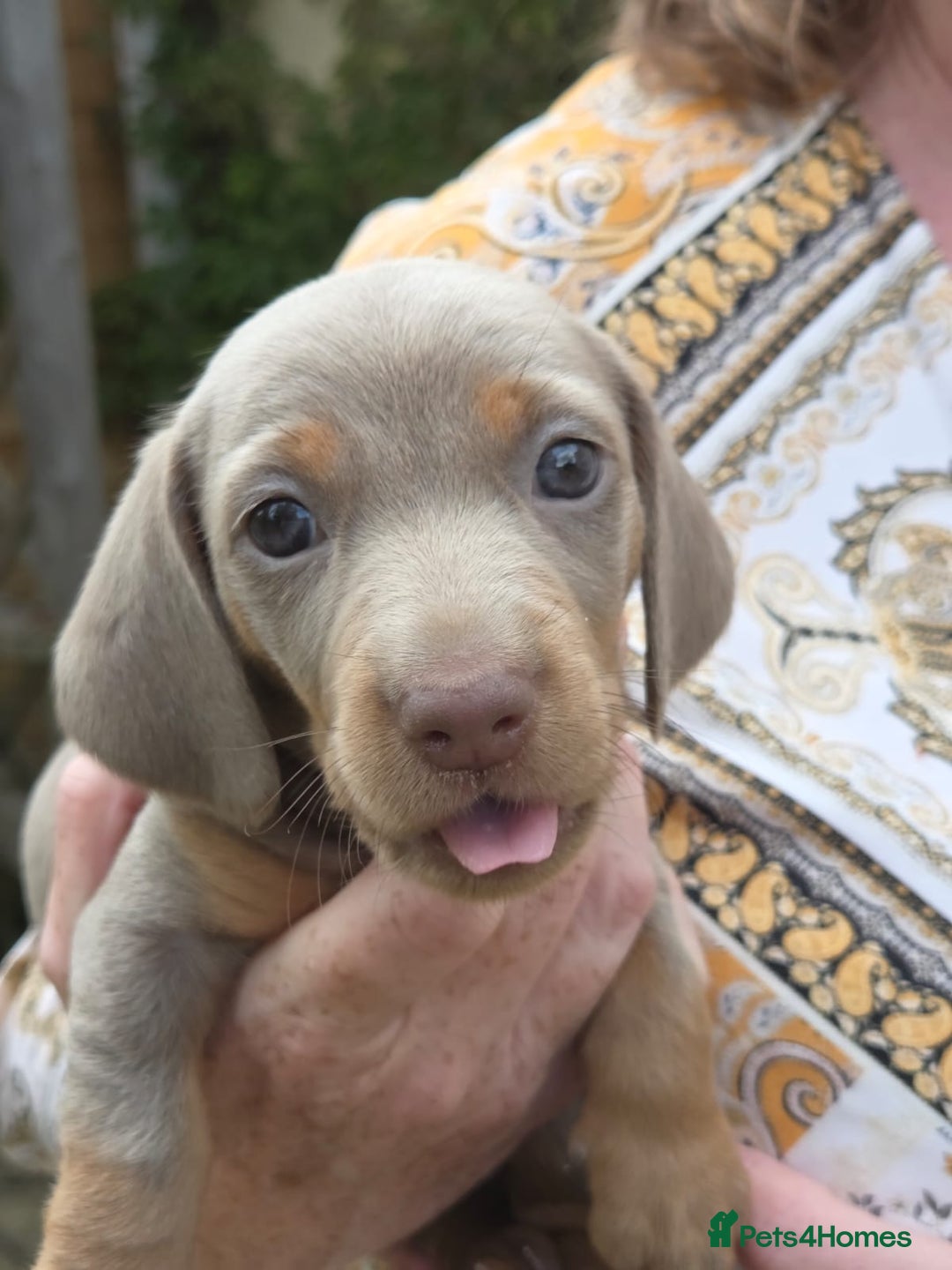 Miniature Dachshund dogs for sale: 3 beautiful puppies for sale  - Image 5
