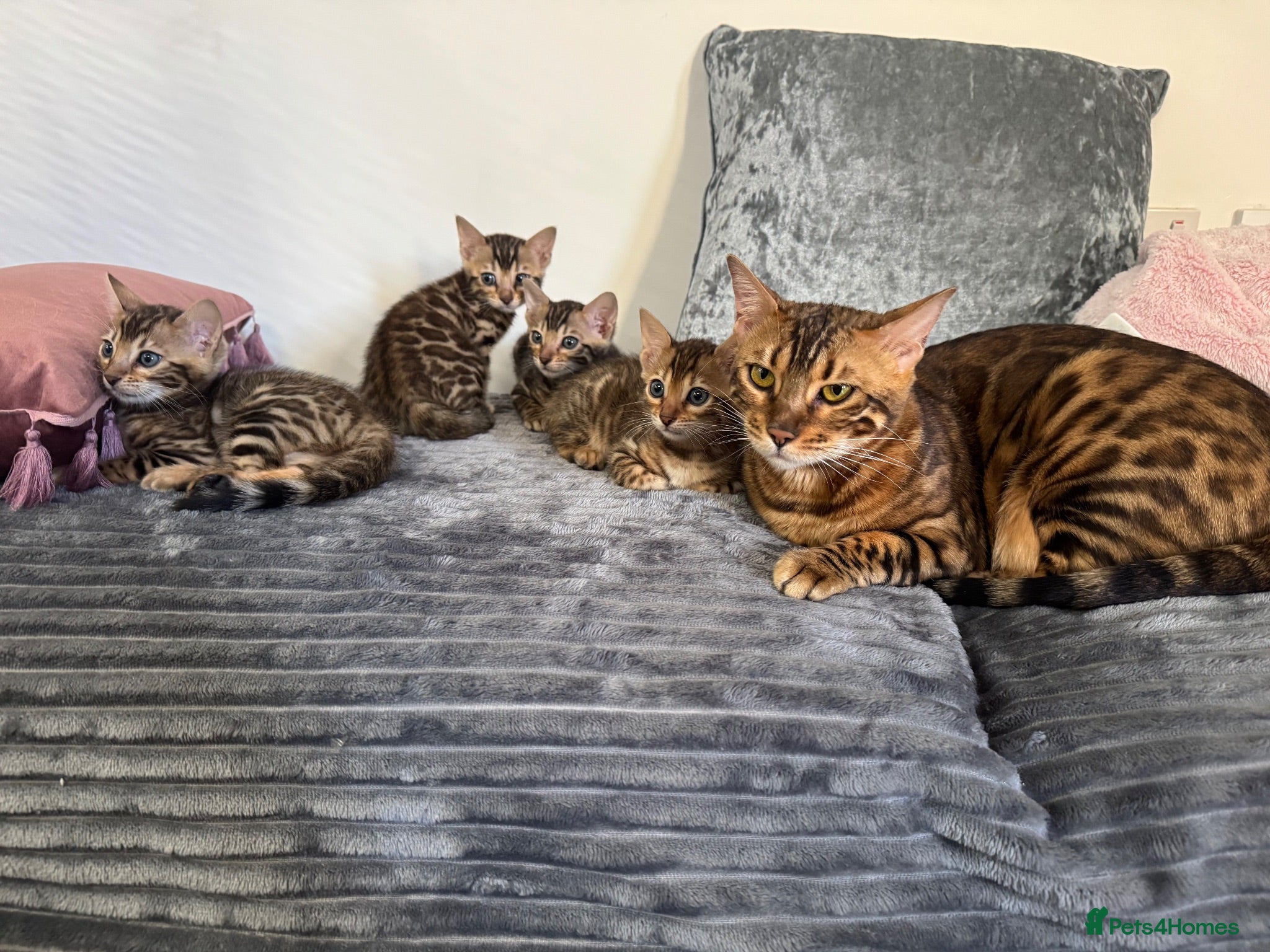 Bengal cats for sale: 💕Rosetted bengal kittens 💕 - Advert 1