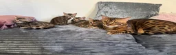 Bengal cats for sale: 💕Rosetted bengal kittens 💕 - Advert 1