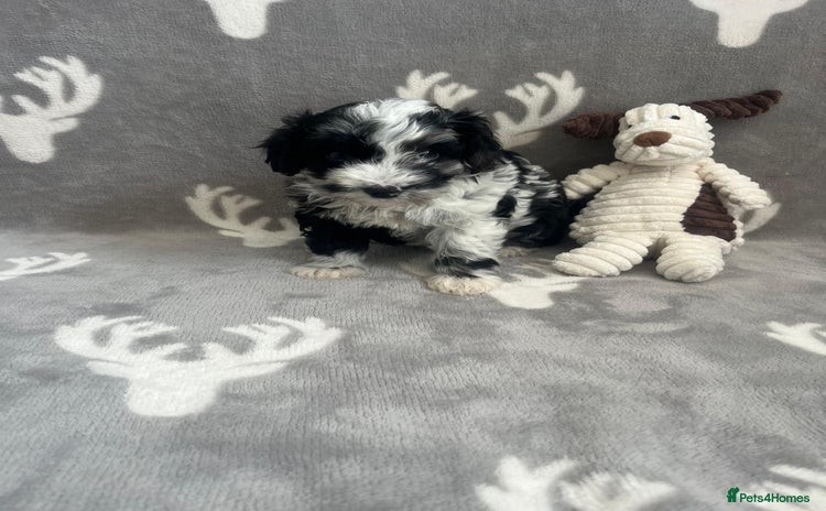 Maltipoo dogs - Advert 1