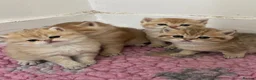 British Shorthair cats for sale: Golden kittens - Advert 13